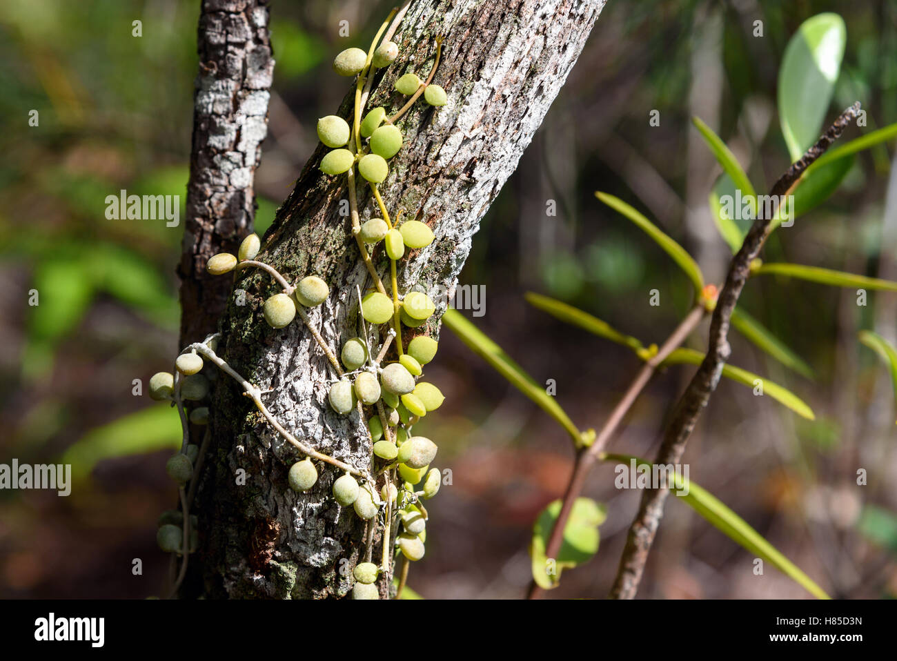 Ant Plant Myrmecodia tuberosa on the tree in rainforest at Bako National Park. Sarawak. Borneo. Malaysia Stock Photo