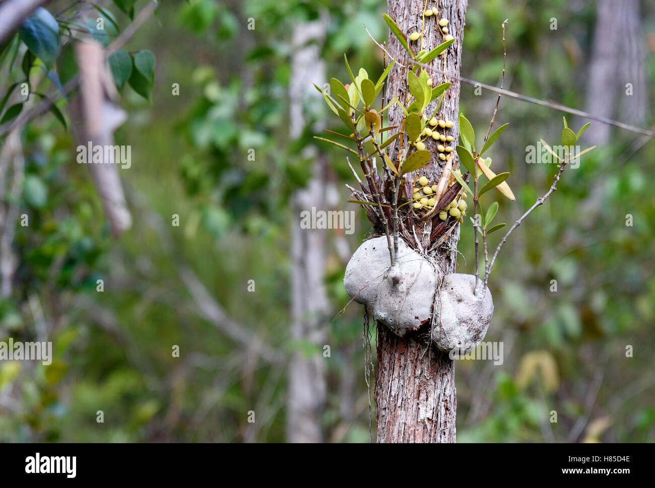 Myrmicodia on the tree bark in rainforest, Ant plant. Bako National Park.  Sarawak. Borneo. Malaysia Stock Photo - Alamy