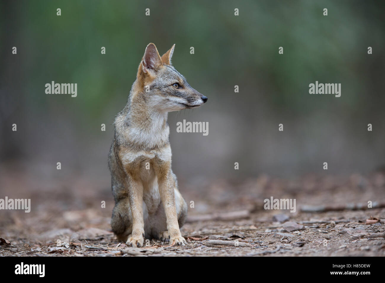 Sechuran Fox (Lycalopex sechurae), Chaparri Reserve, Peru Stock Photo