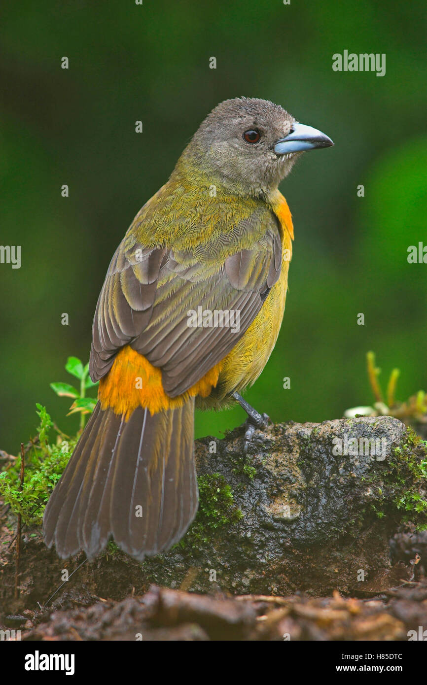 Scarletrumped Tanager (Ramphocelus passerinii) female, Costa Rica