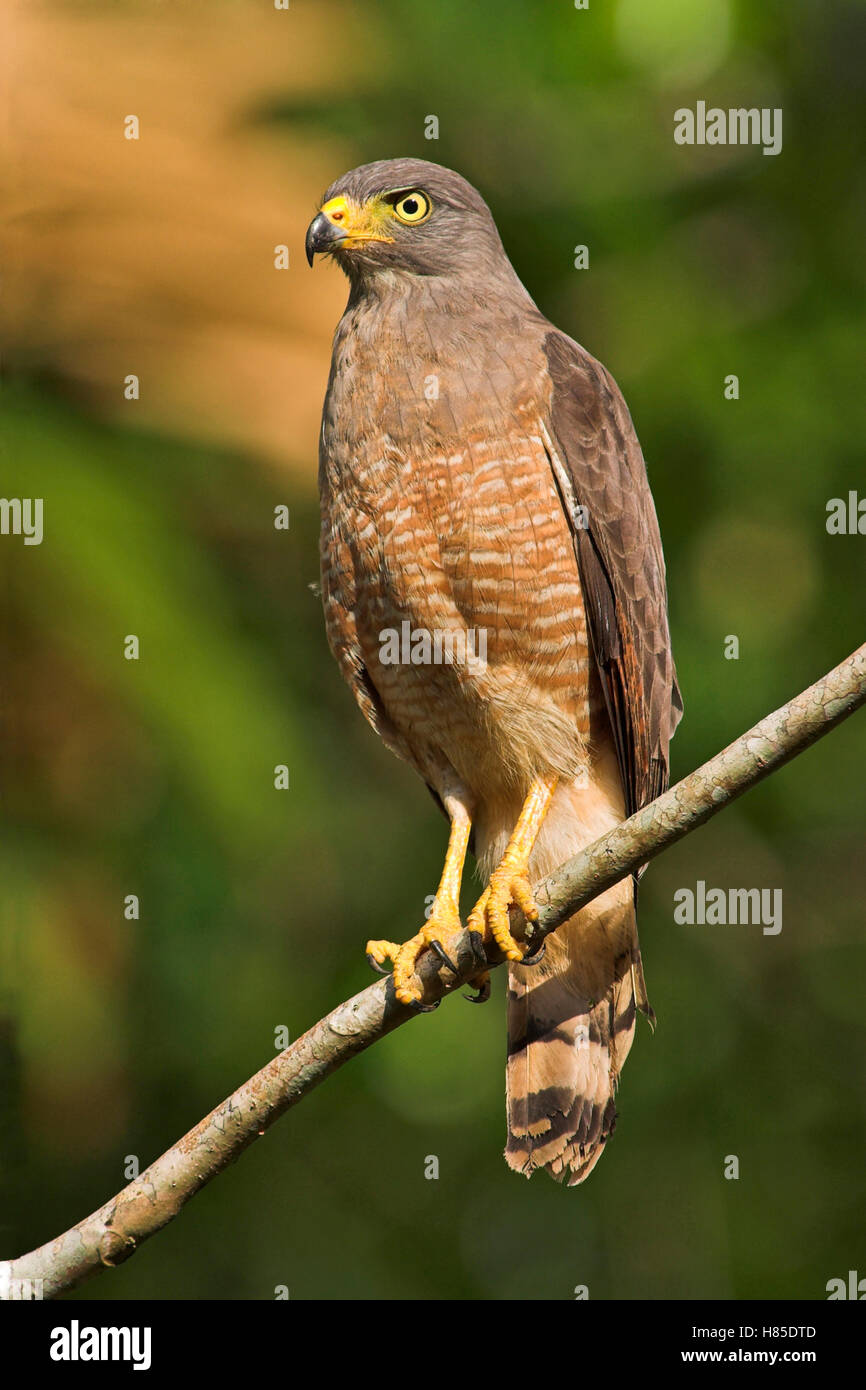 Roadside Hawk (Buteo magnirostris), Costa Rica Stock Photo - Alamy
