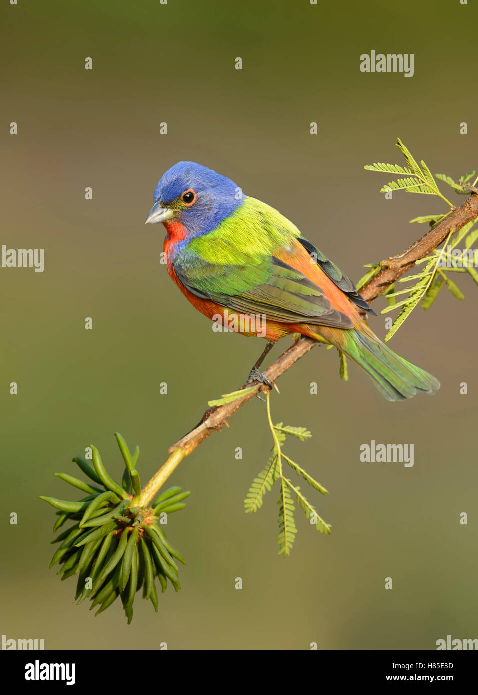 Painted Bunting (Passerina ciris) male, Texas Stock Photo - Alamy