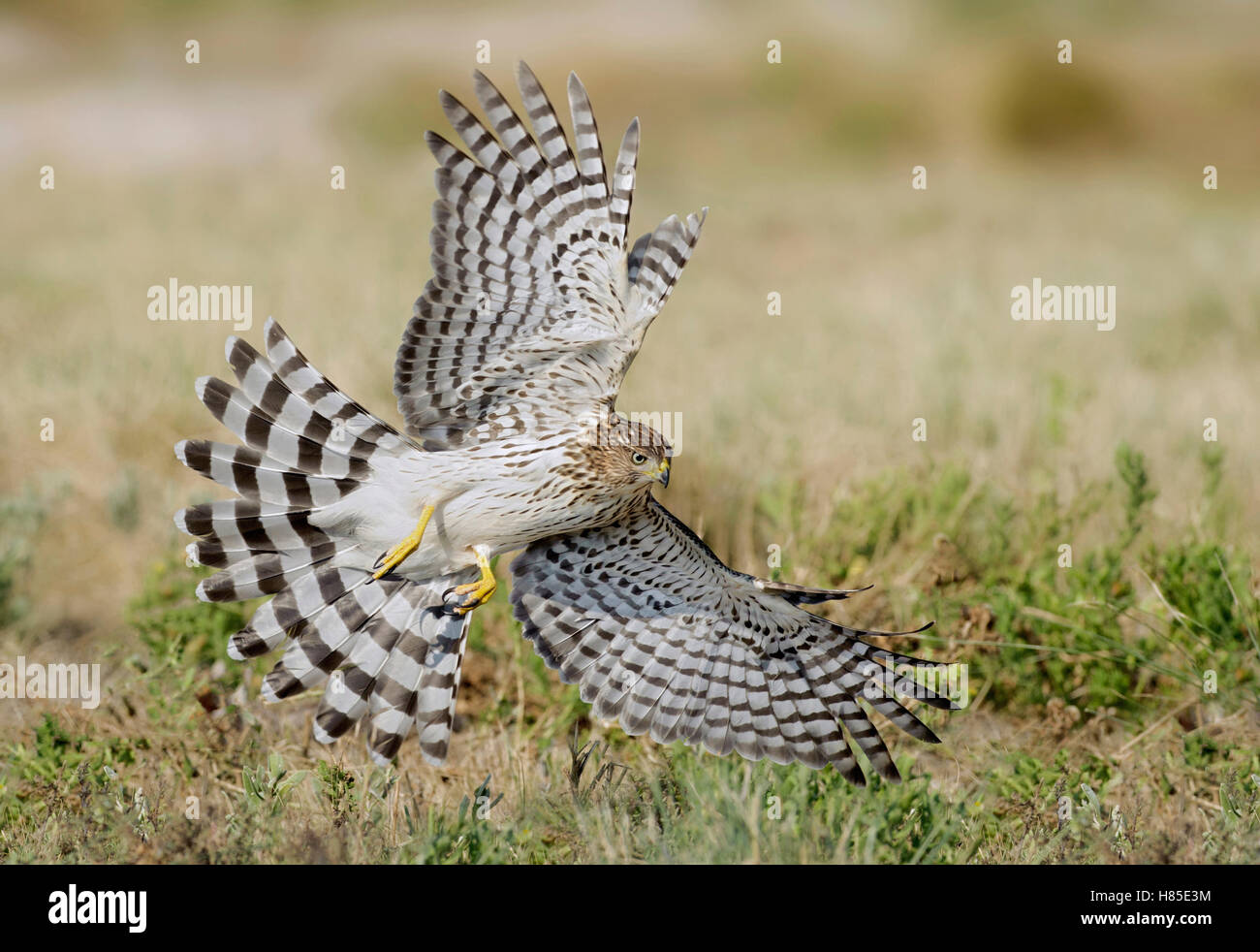 Cooper's Hawk (Accipiter cooperii) hunting, Texas Stock Photo Alamy
