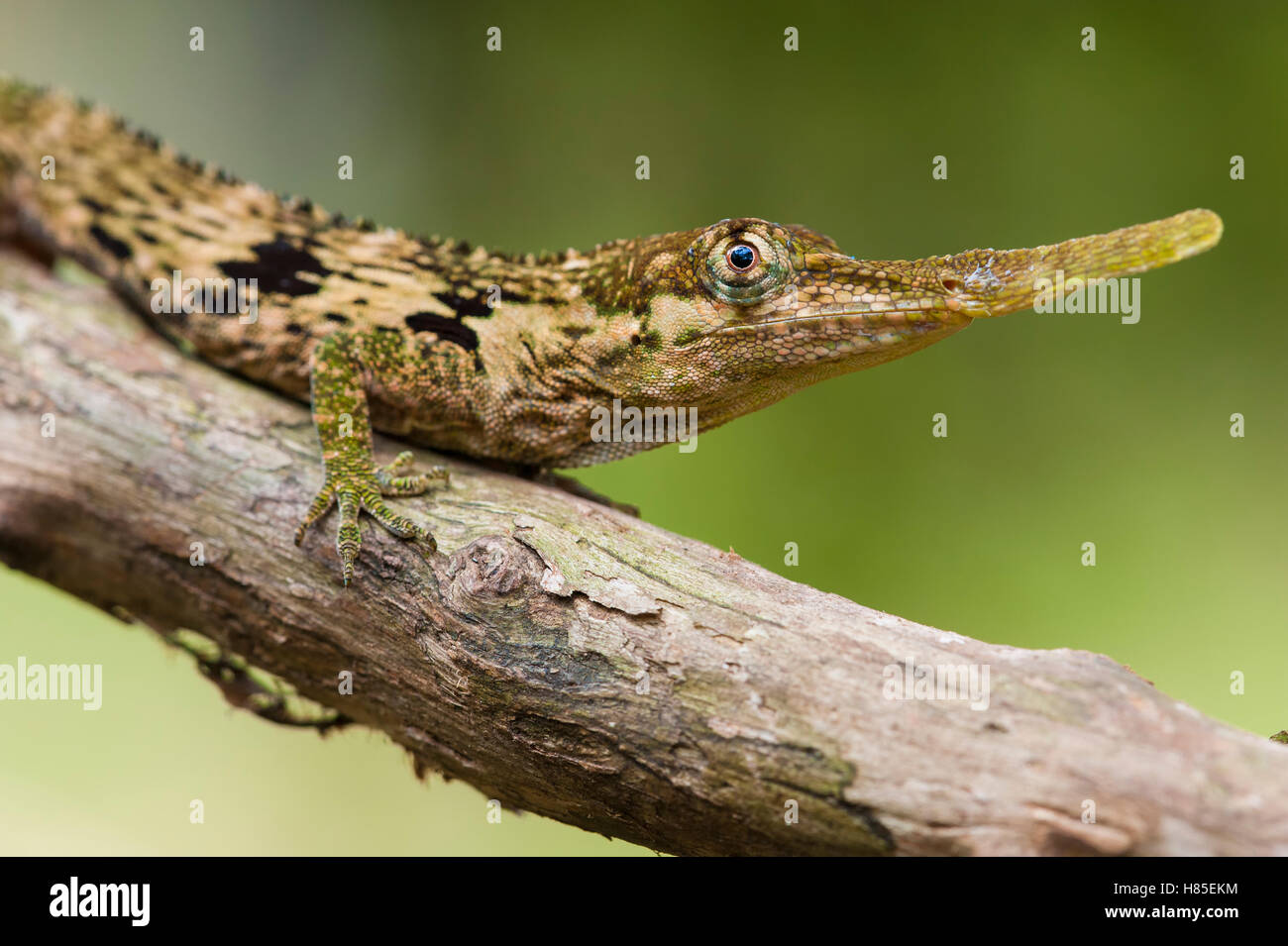 Horned Anole (Anolis proboscis) male, Mindo, Ecuador Stock Photo