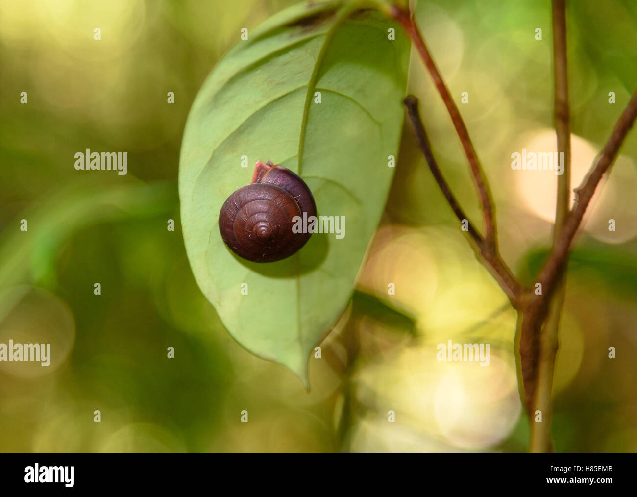Snail on leaf in rainforest at Bako National Park, Sarawak. Borneo