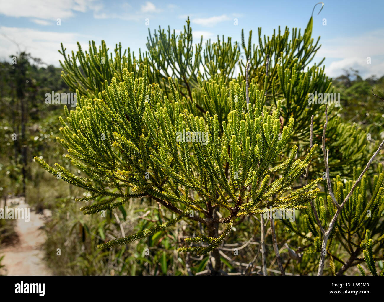 Branch of Green cypress tree in Bako National Park, Sarawak. Borneo. Malaysia Stock Photo