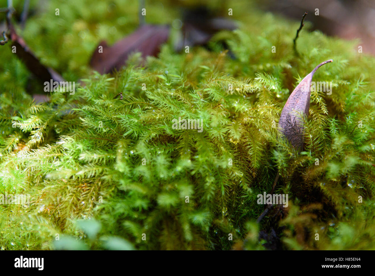 Borneo rain forest moss hi-res stock photography and images - Alamy