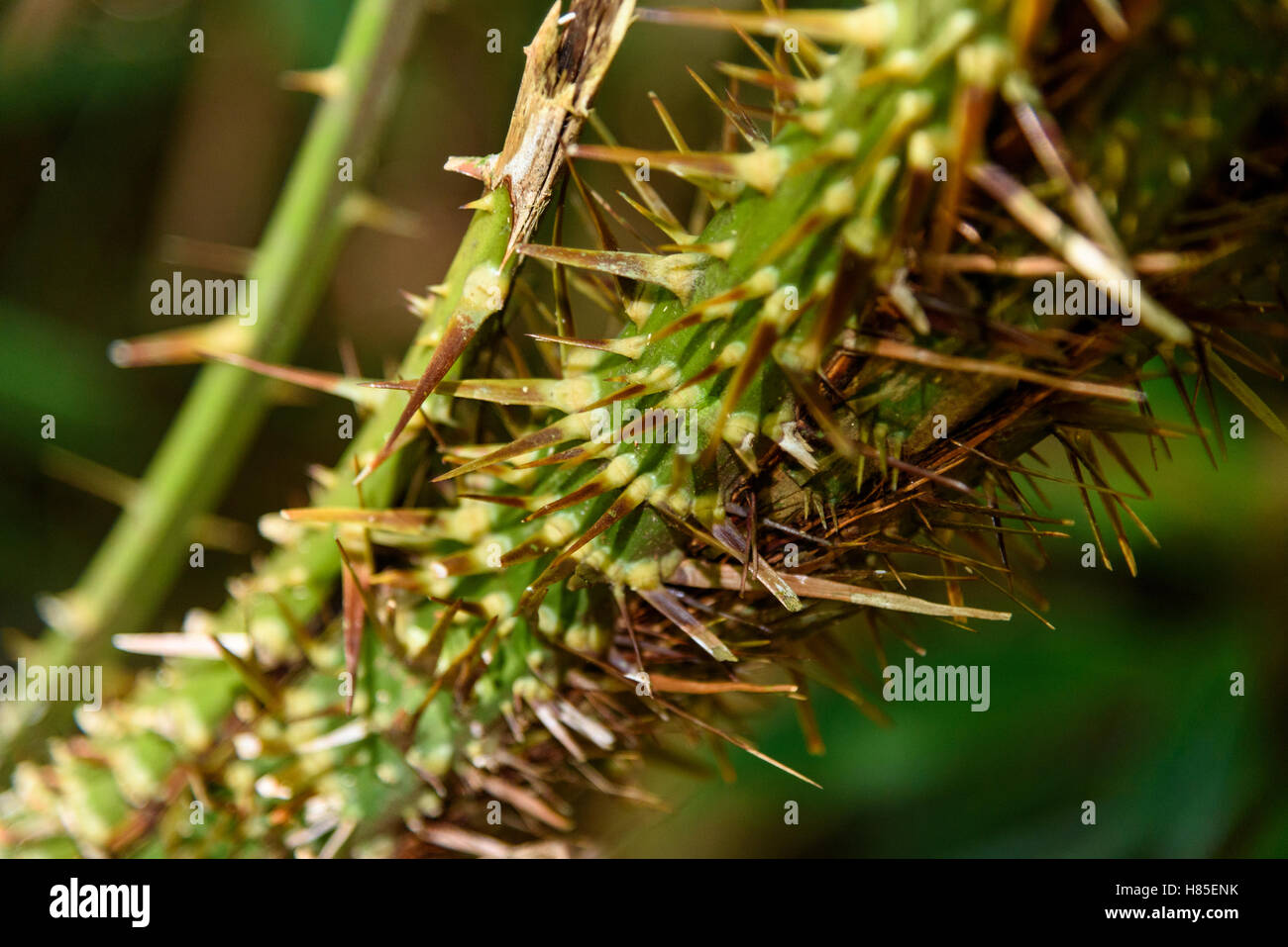 Palm Tree With Thorns Stock Photos Palm Tree With Thorns Stock