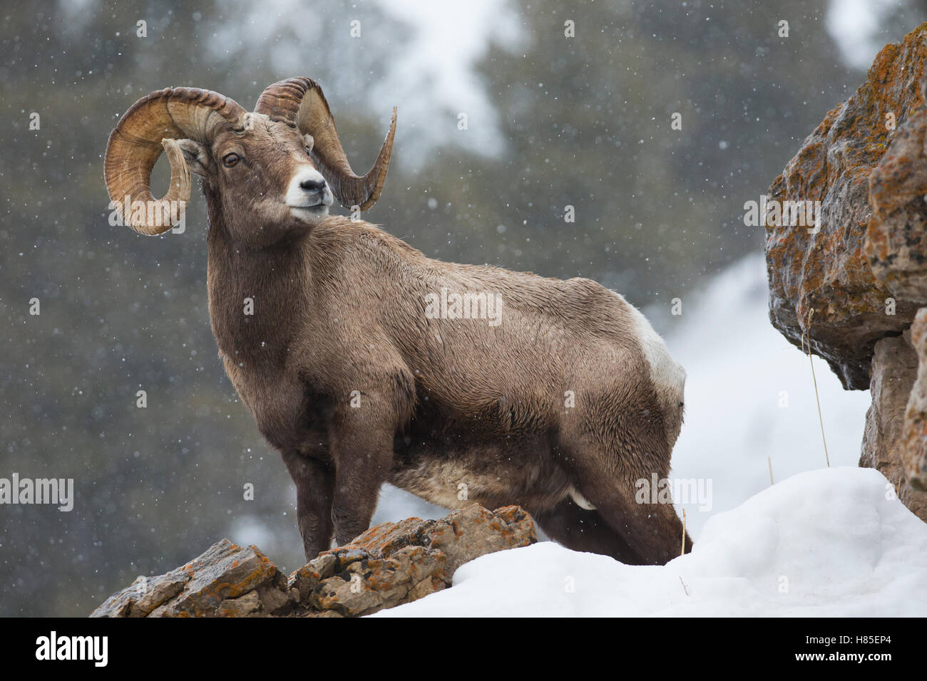Bighorn Sheep (Ovis canadensis) ram in snowfall, Yellowstone National Park, Wyoming Stock Photo