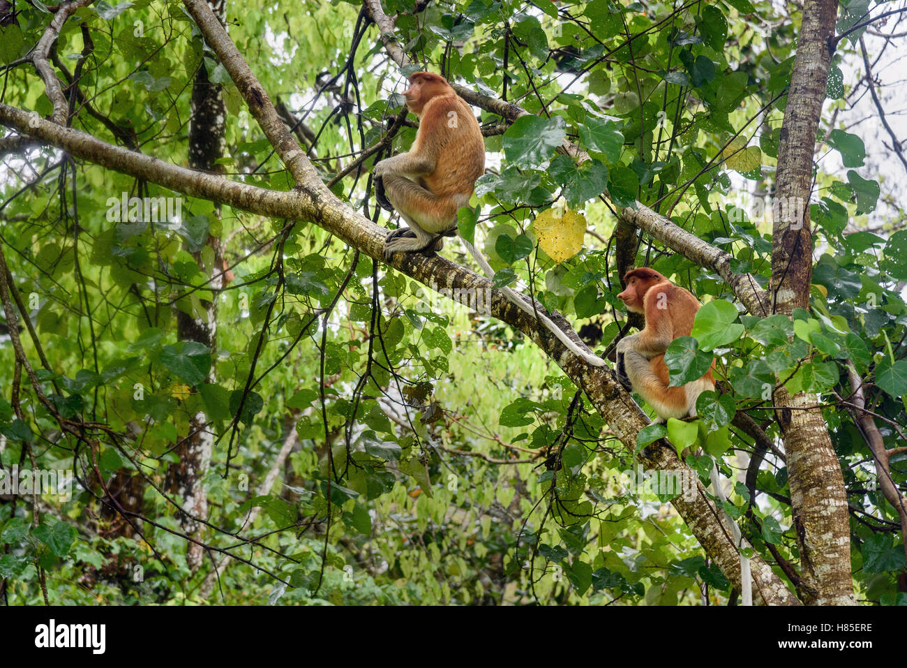 Proboscis Monkey with long nose in Bako National Park, Sarawak. Borneo ...