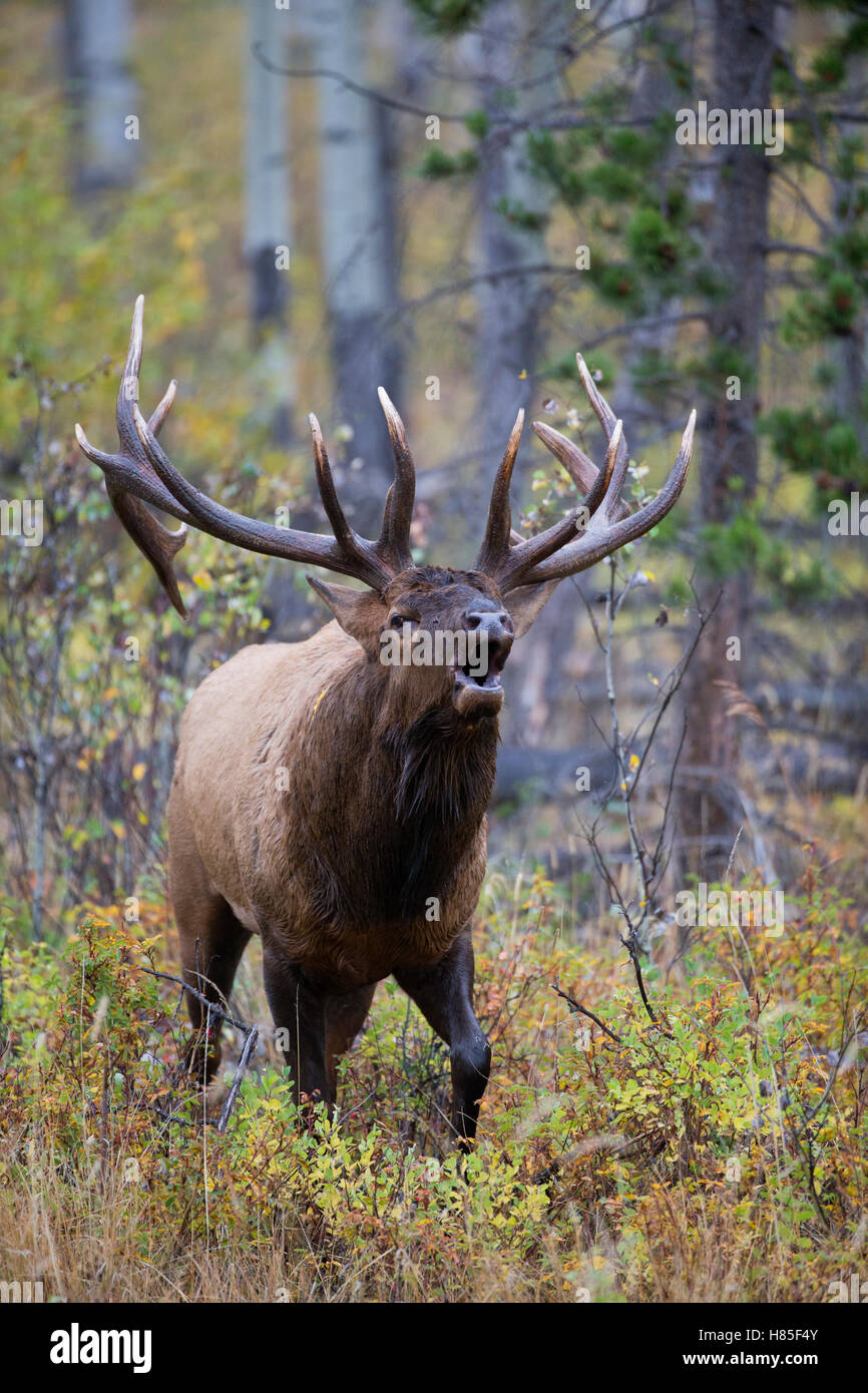 Rocky Mountain Elk (Cervus canadensis nelsoni) bull bugling, North