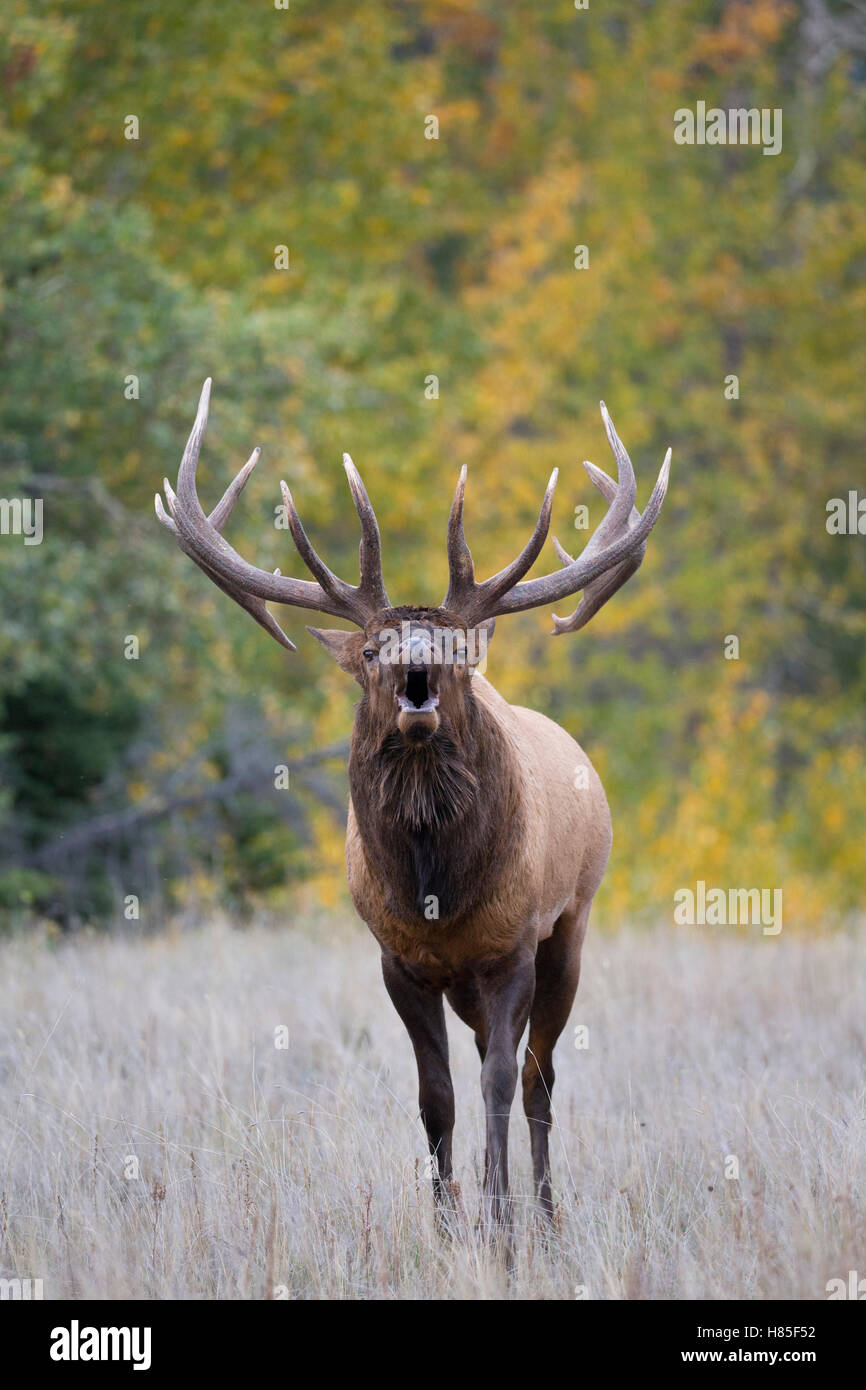 Rocky Mountain Elk (Cervus canadensis nelsoni) bull bugling, North