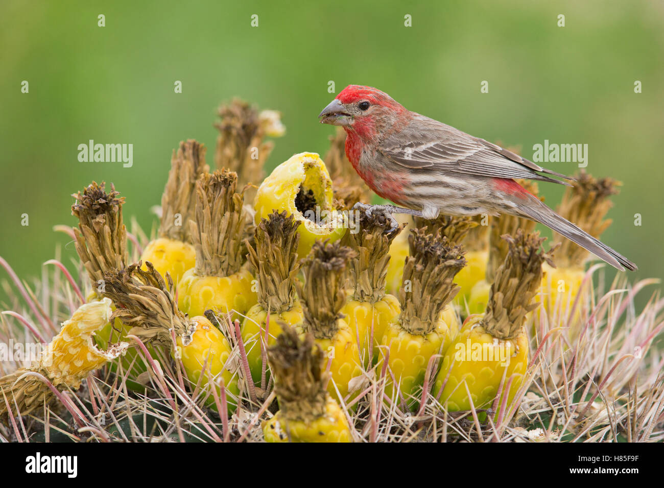 House Finch (Carpodacus mexicanus) male feeding on cactus flowers