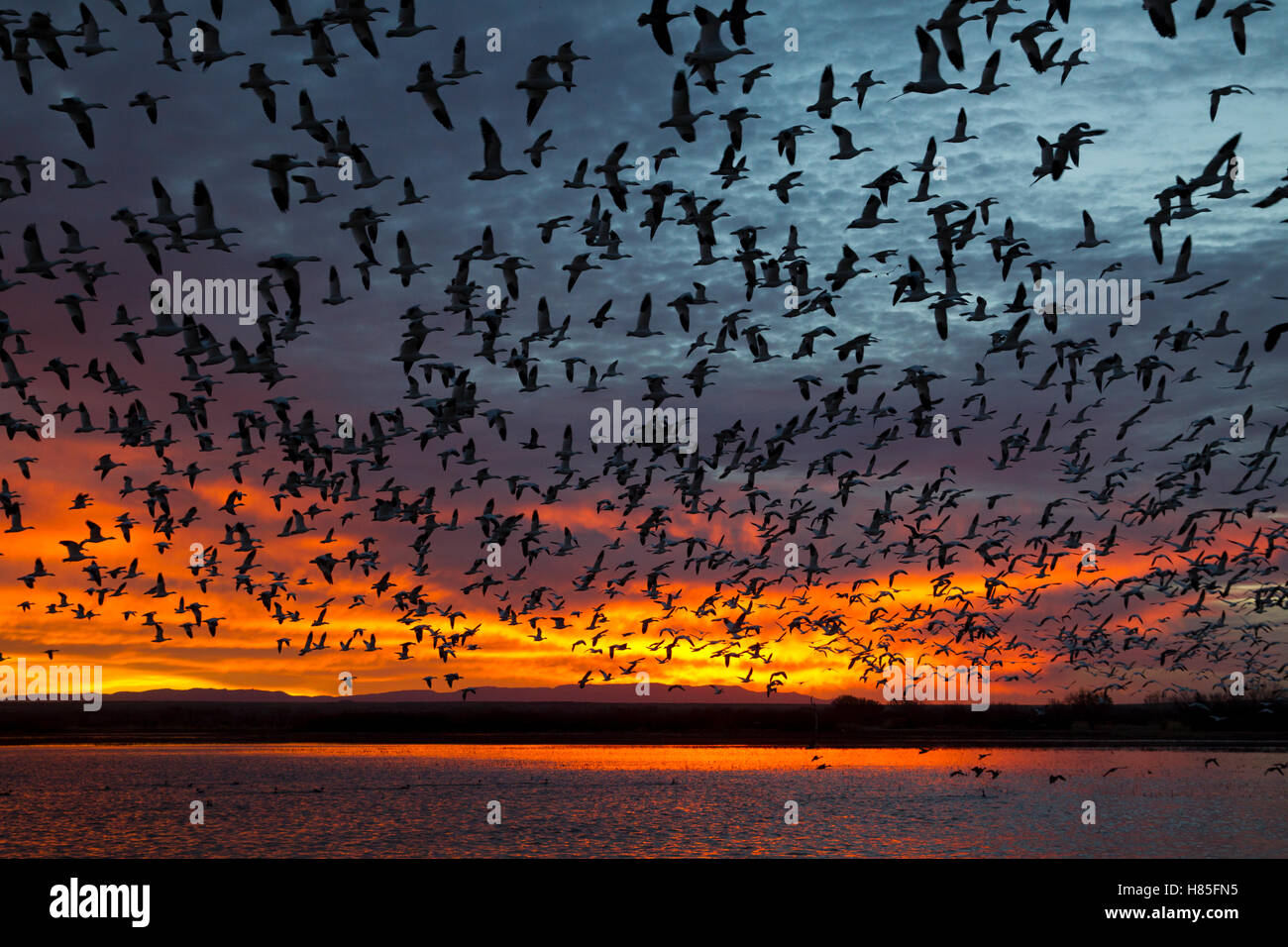 Snow Goose (Chen caerulescens) flock flying at sunrise, central New