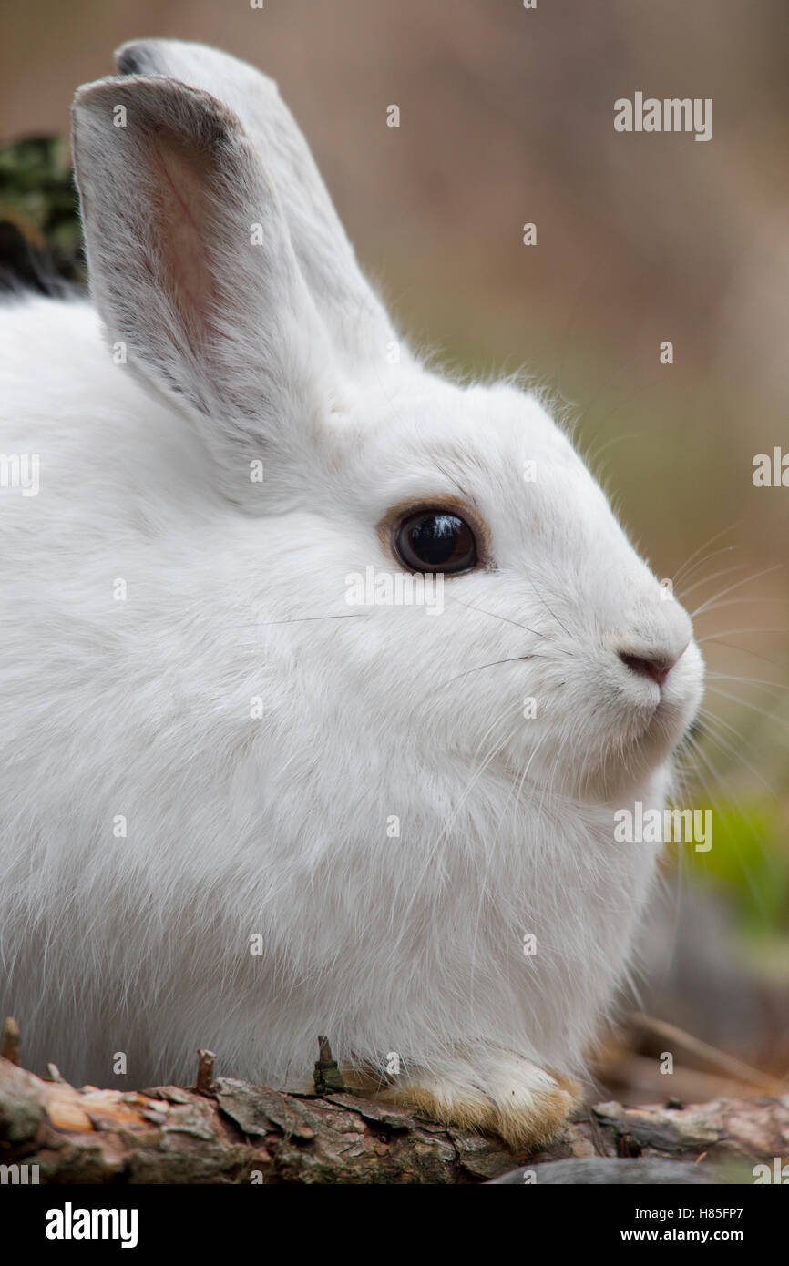 Snowshoe Hare (Lepus americanus) in winter coat, western Montana Stock