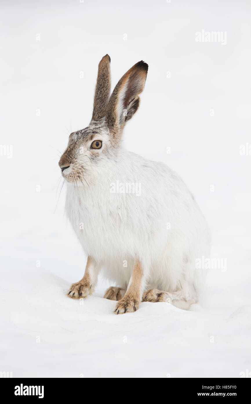 Montana Rabbit White-tailed Jack Rabbit (Lepus townsendii) in winter, central Montana ...