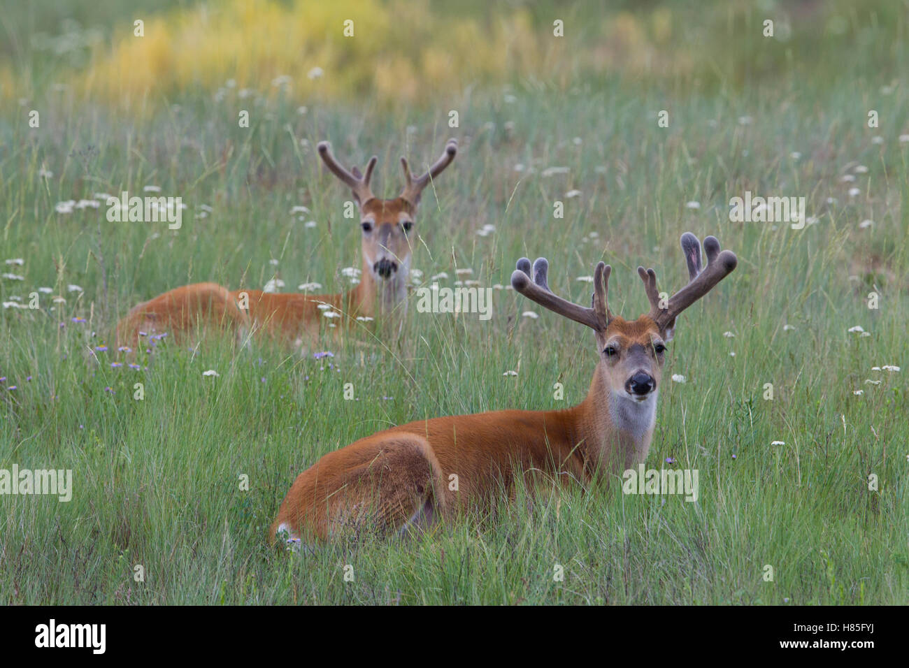 Whitetailed Deer (Odocoileus virginianus) bucks, central Montana Stock
