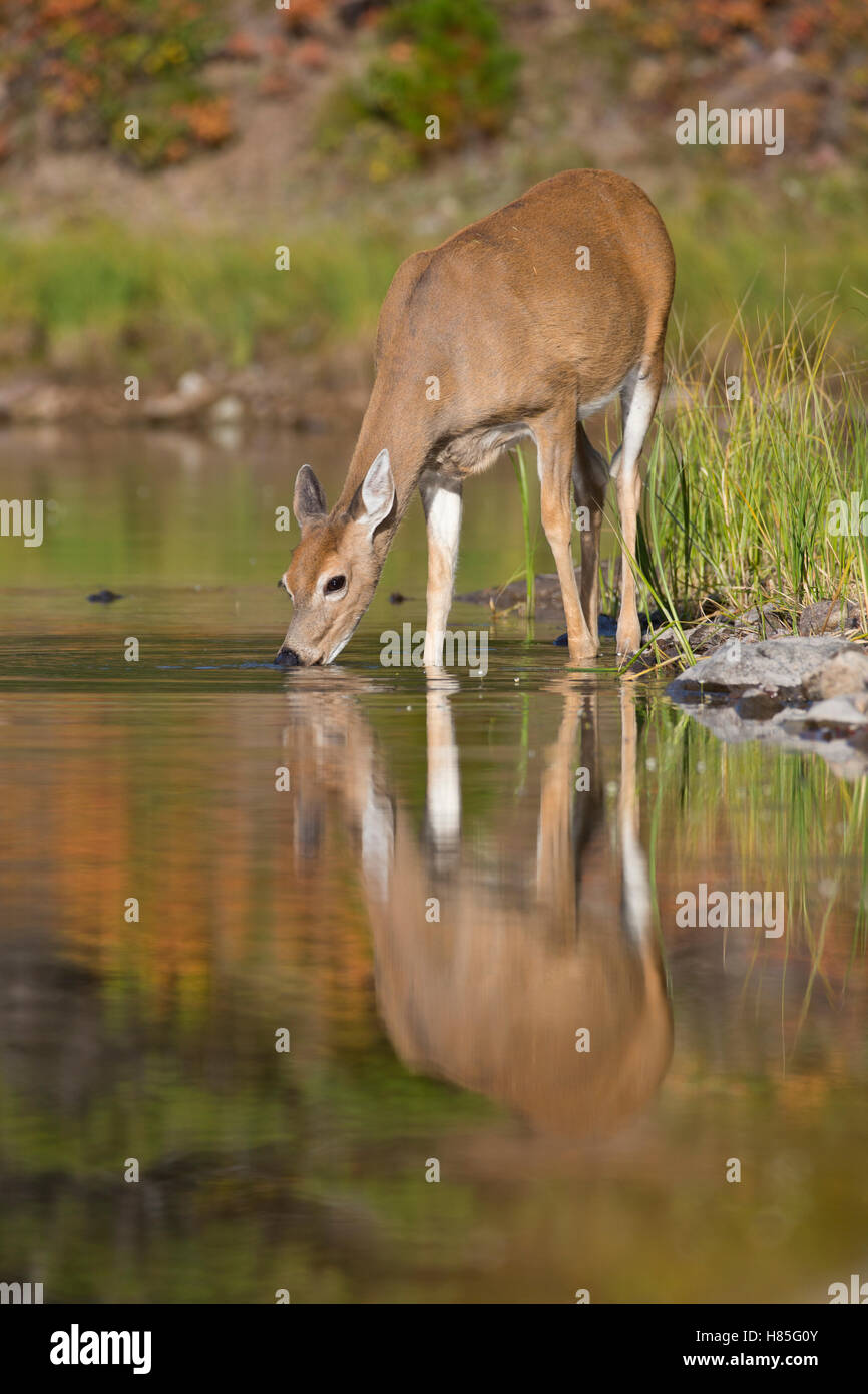 Whitetailed Deer (Odocoileus virginianus) doe drinking, western