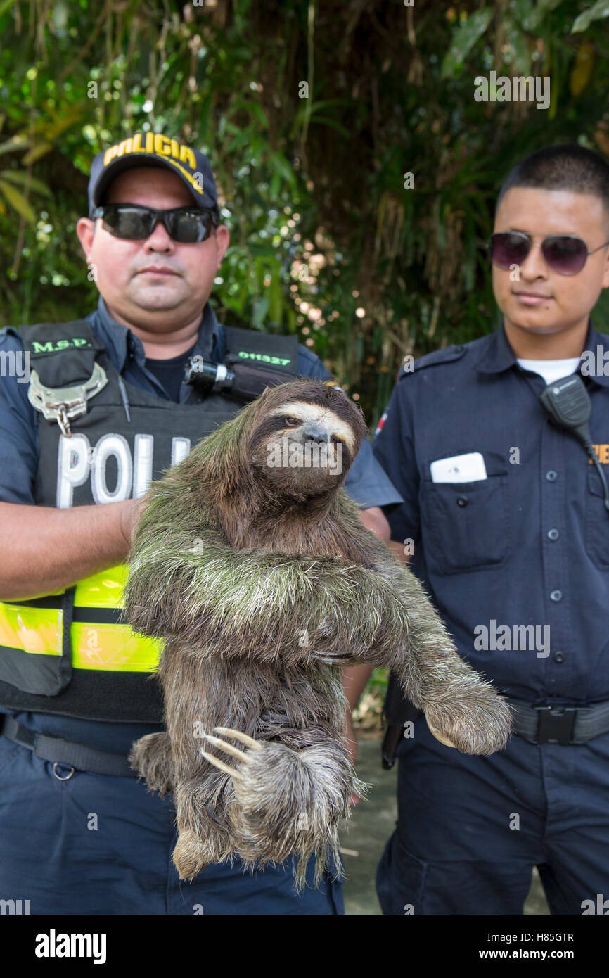 Brown-throated Three-toed Sloth (Bradypus variegatus) confiscated by ...