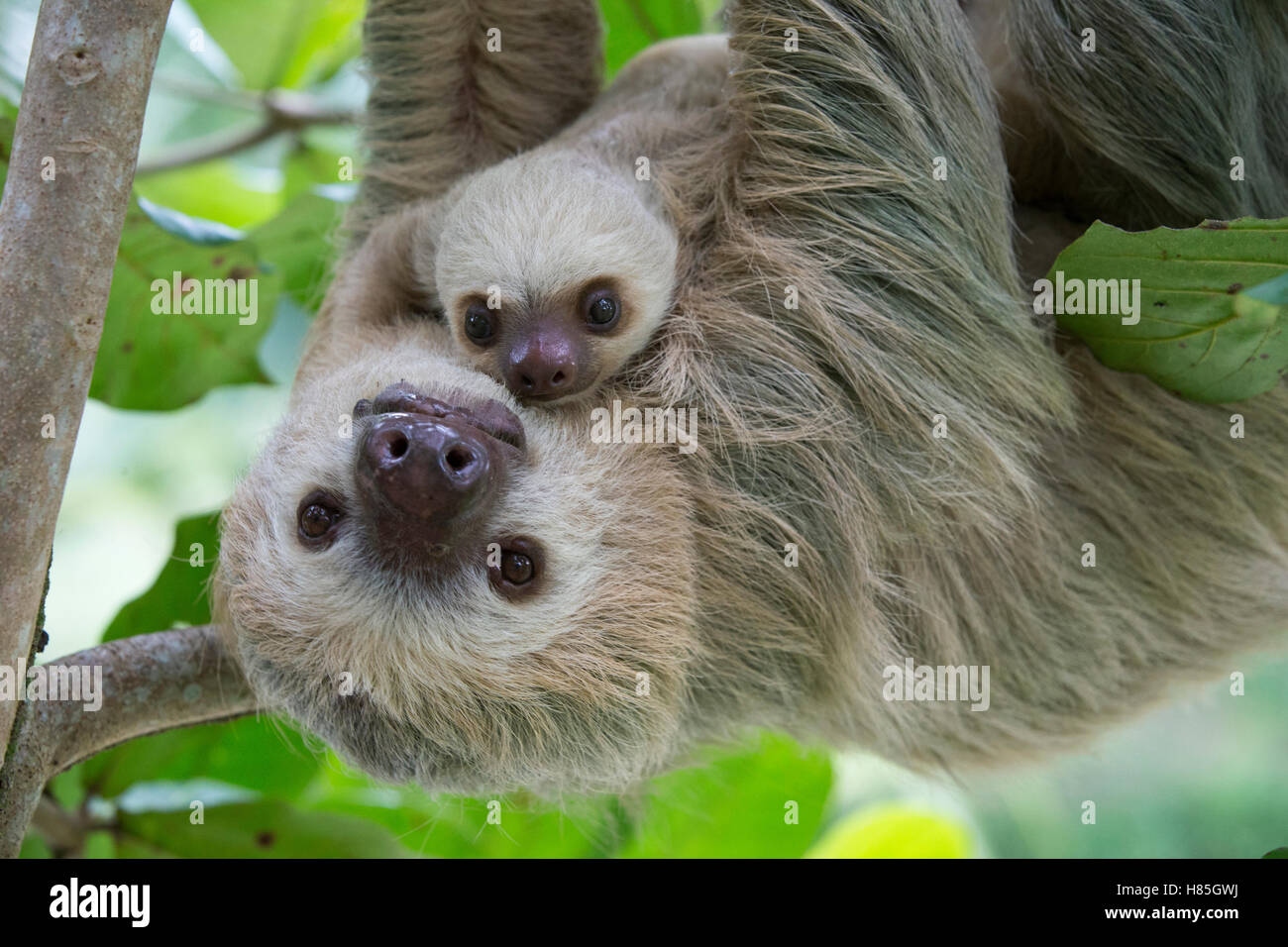 Hoffmann's Two-toed Sloth (Choloepus hoffmanni) mother and two month ...