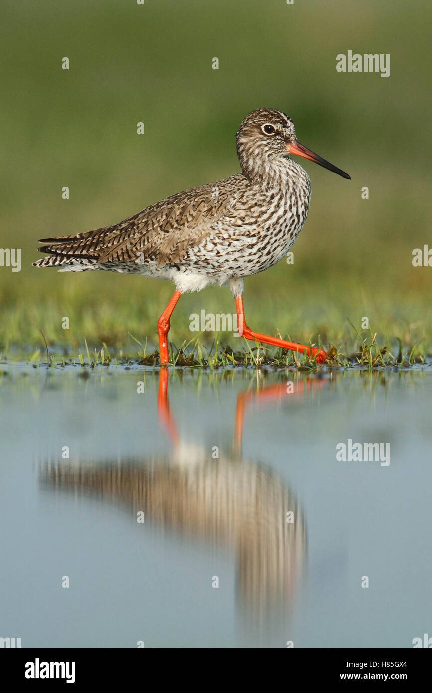 Common Redshank (Tringa totanus) wading, Netherlands Stock Photo Alamy