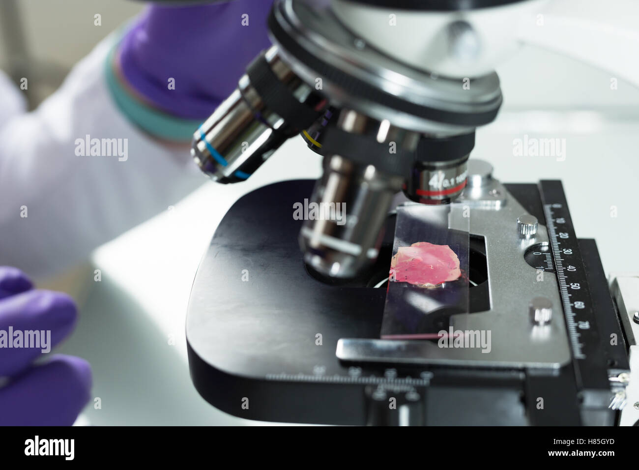 close-up of scientist hands with microscope, examining samples Stock ...