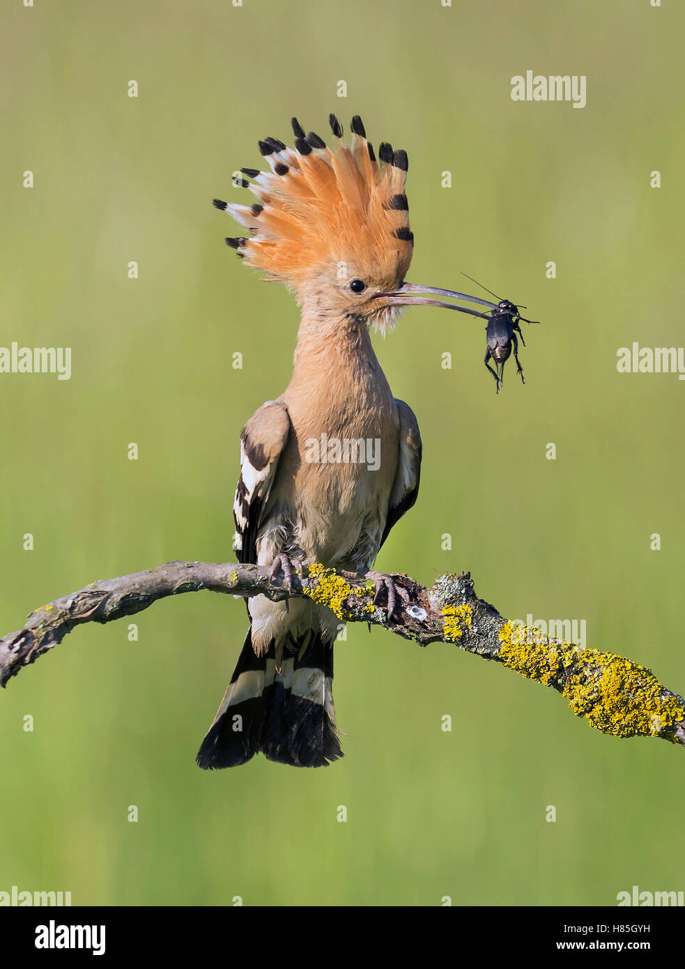 Hungarian Insect Eurasian Hoopoe (Upupa epops) with insect prey, Hungary Stock Photo - Alamy