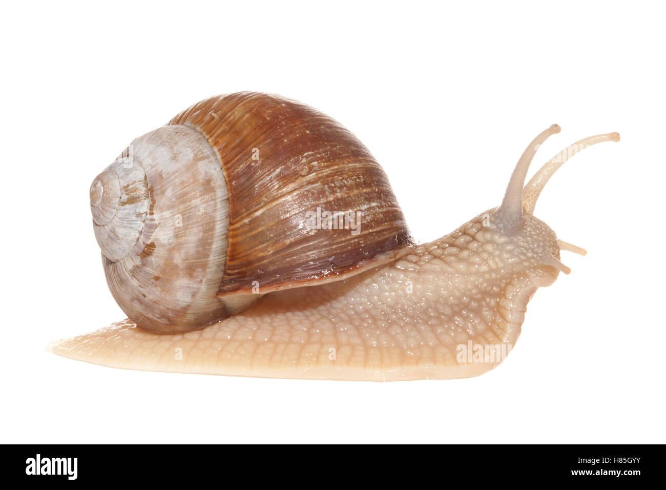 Edible Snail (Helix pomatia), France Stock Photo Alamy