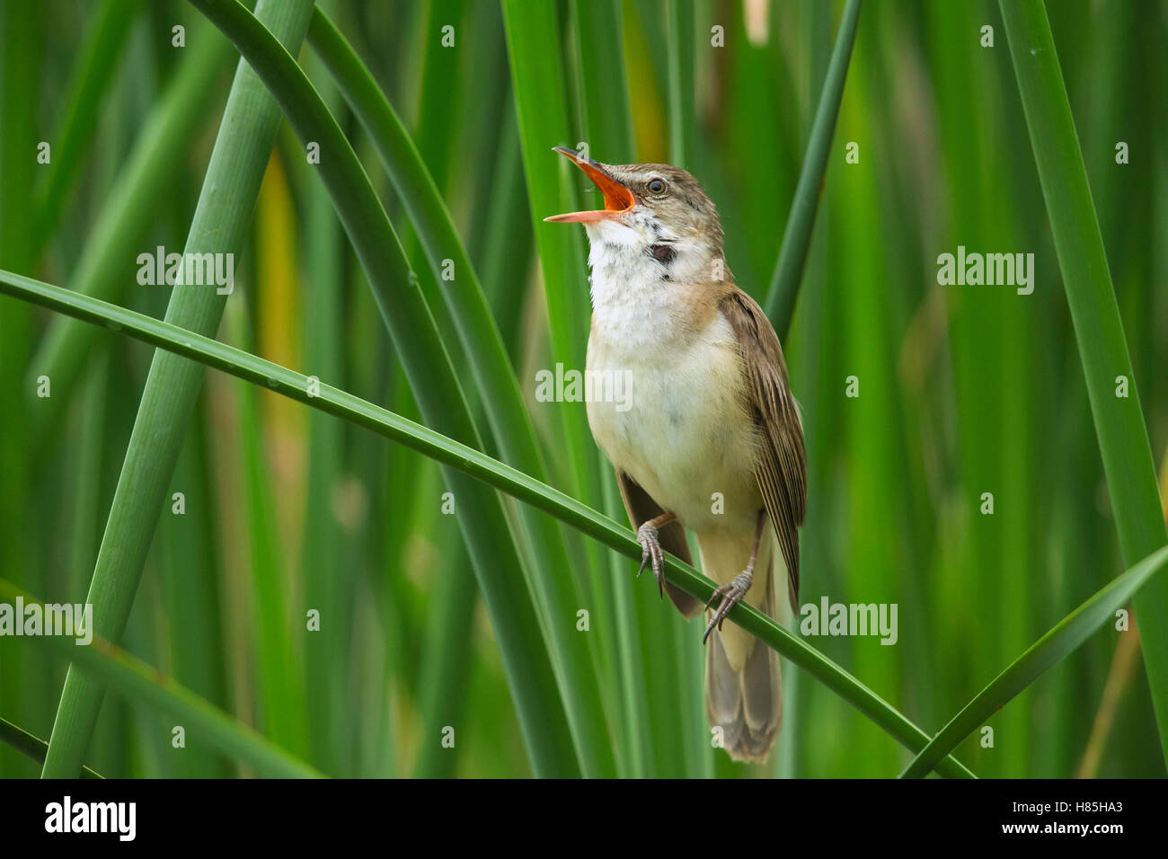 Great Reed-Warbler (Acrocephalus arundinaceus) calling, Bulgaria Stock ...