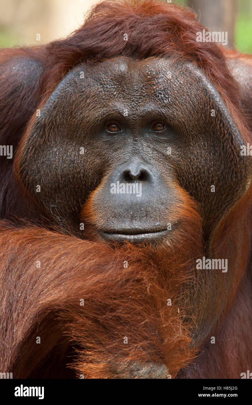 Orangutan (Pongo pygmaeus) male, Tanjung Puting National Park, Borneo