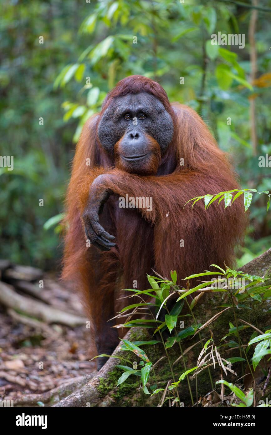 Orangutan (Pongo pygmaeus) male, Tanjung Puting National Park, Borneo