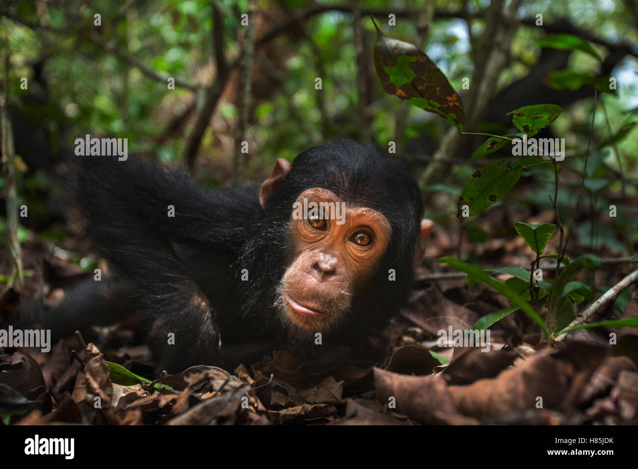 Eastern Chimpanzee (Pan troglodytes schweinfurthii) juvenile female, three years old, Gombe