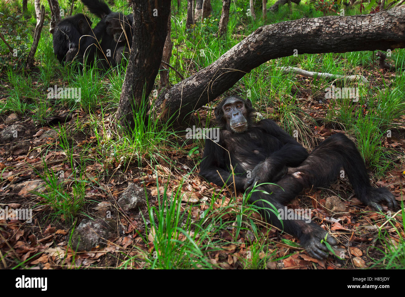 Eastern Chimpanzee (Pan troglodytes schweinfurthii) male, thritythree