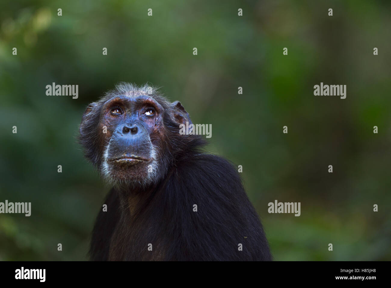 Eastern Chimpanzee (Pan troglodytes schweinfurthii) female, fiftythree years old, Gombe