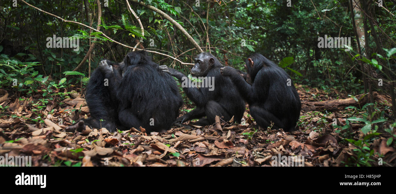 Eastern Chimpanzee (Pan troglodytes schweinfurthii) family grooming