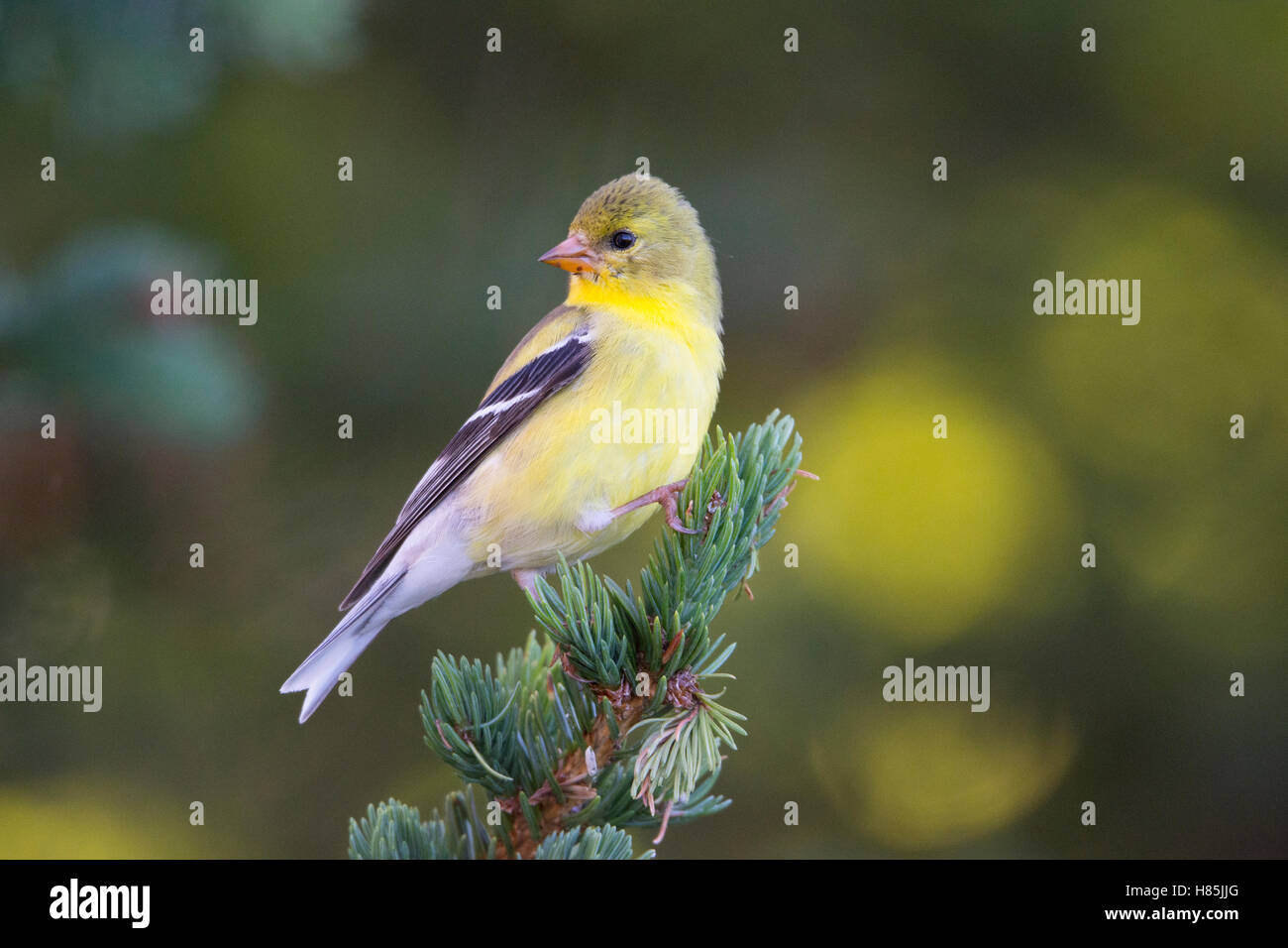 American Goldfinch (Carduelis tristis) female, Canada Stock Photo - Alamy