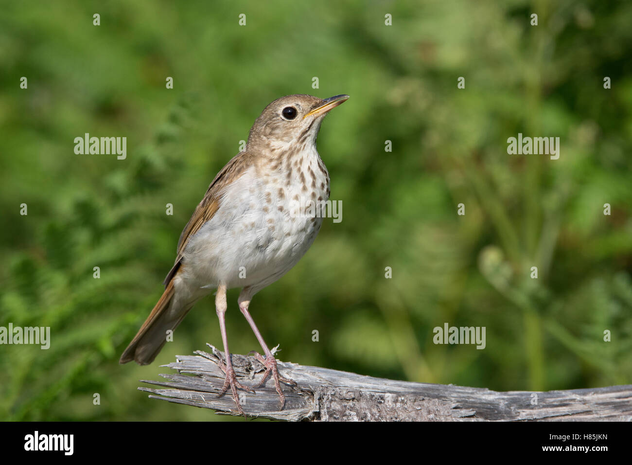 Hermit Thrush (Catharus guttatus), Canada Stock Photo Alamy