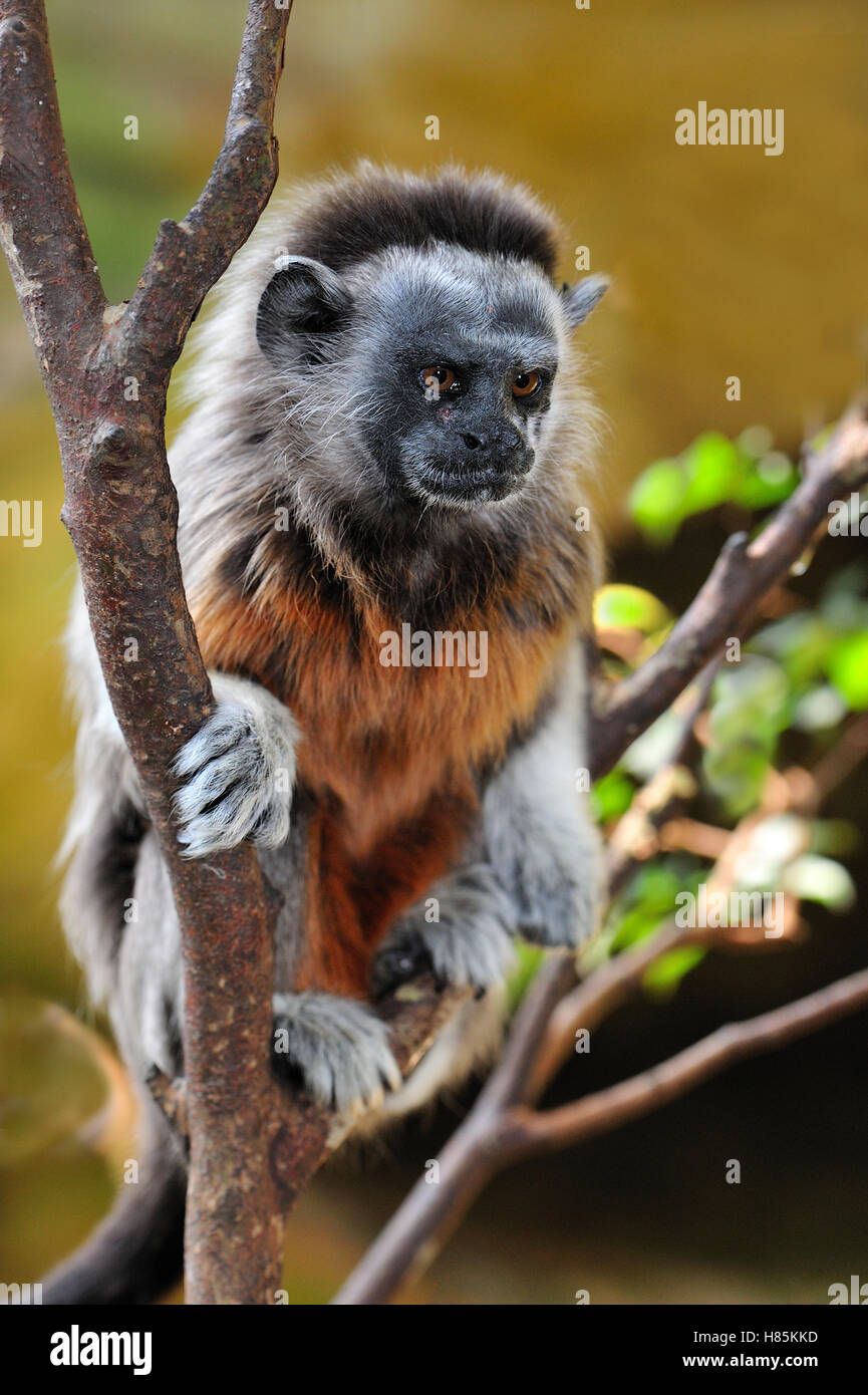 Whitefooted Tamarin (Saguinus leucopus), Colombia Stock Photo Alamy