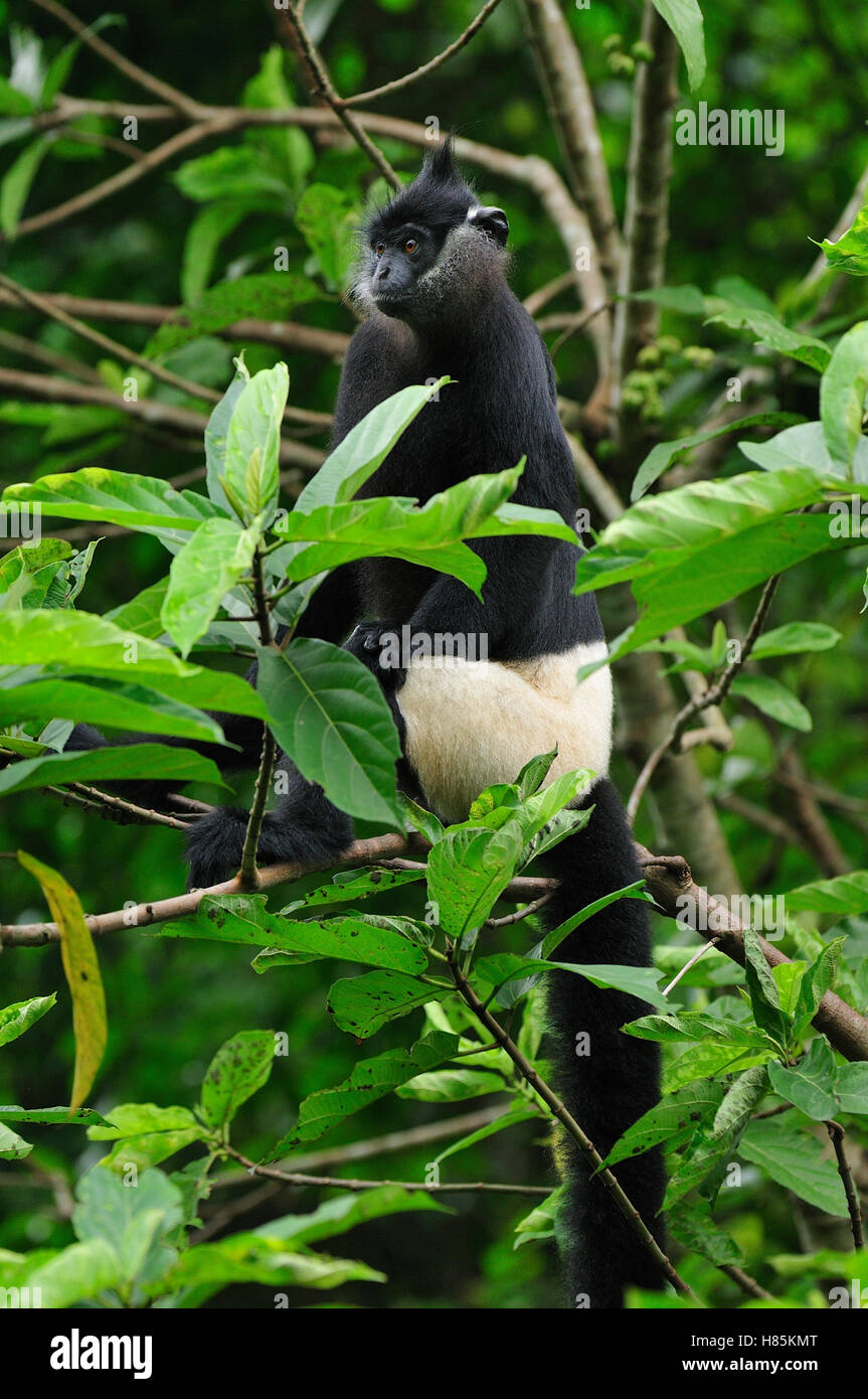 Dealacour's Langur (Trachypithecus delacouri), Cuc Phuong National Park