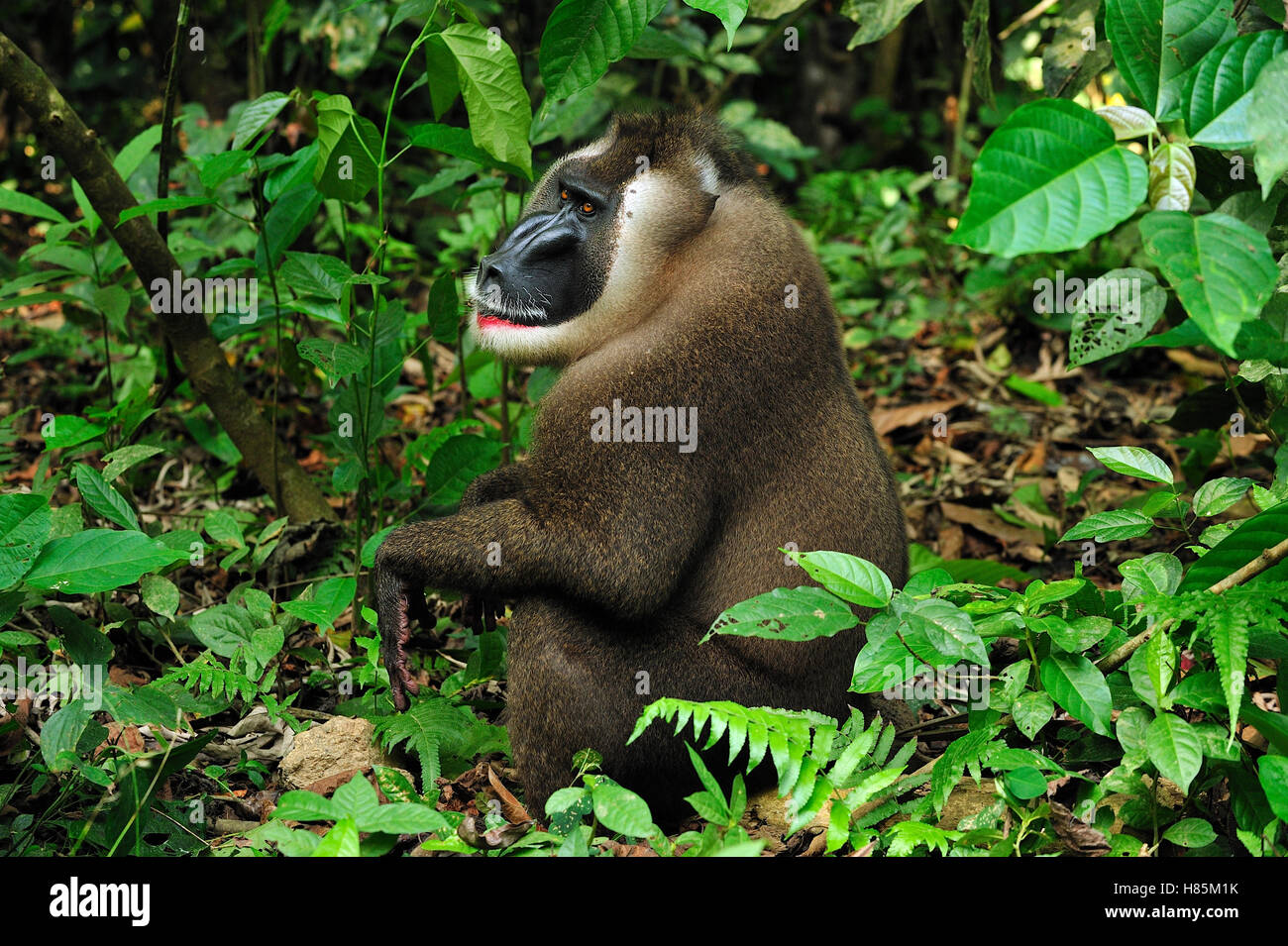 Drill (Mandrillus leucophaeus) male, Afi Mountain Wildlife Sanctuary, Nigeria Stock Photo