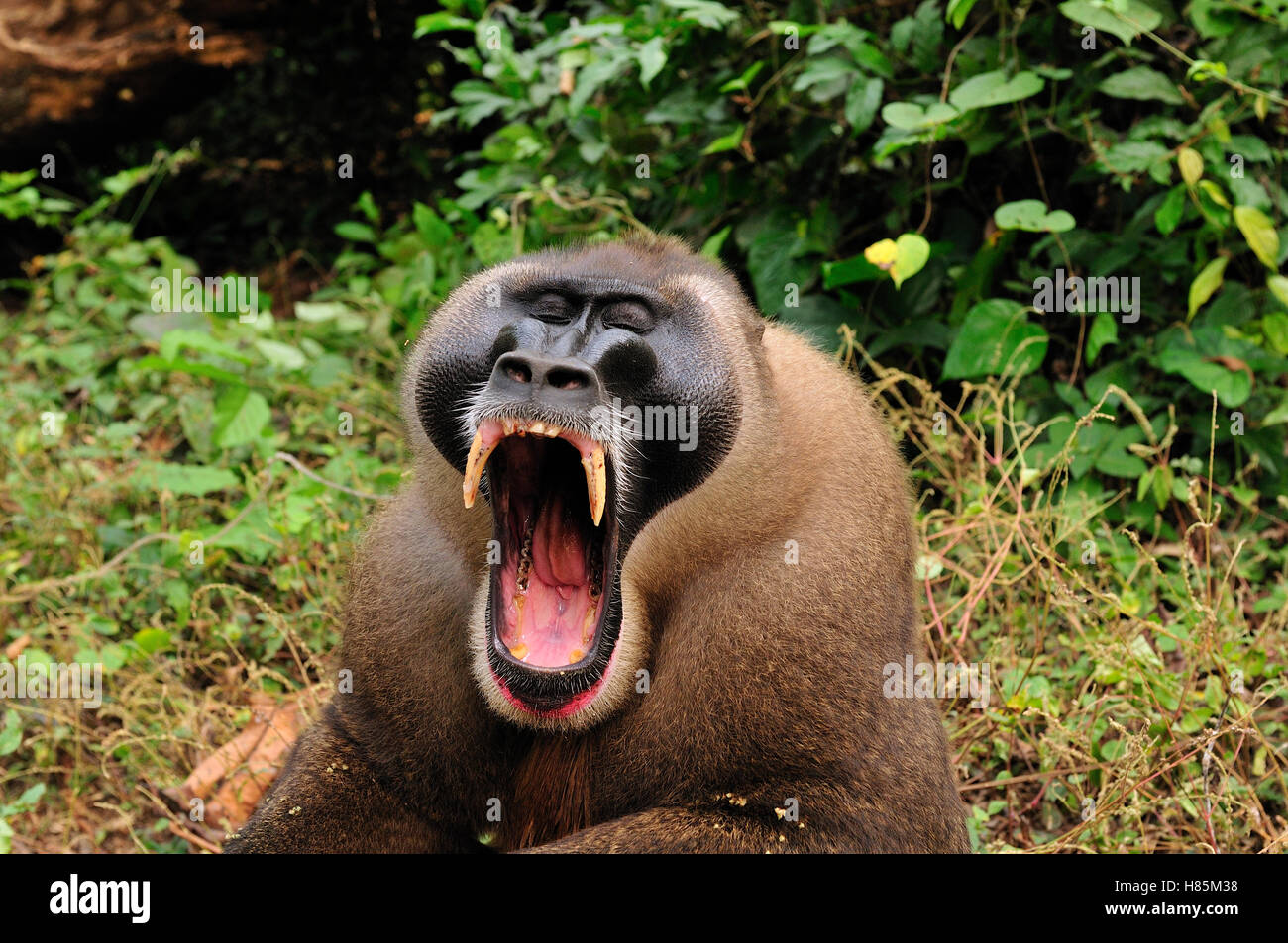Drill (Mandrillus leucophaeus) male yawning, Afi Mountain Wildlife Sanctuary, Nigeria Stock Photo