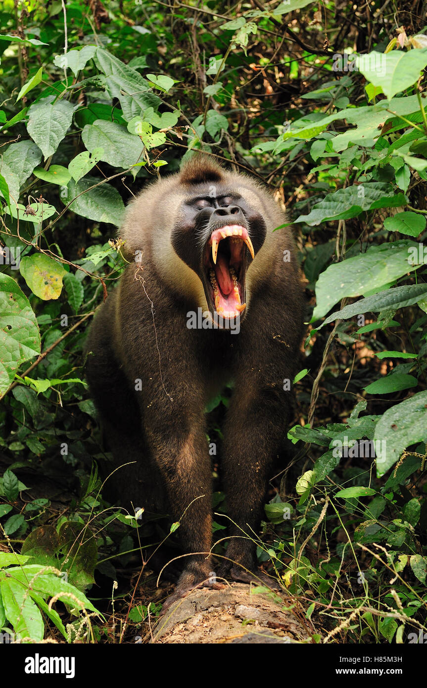 Drill (Mandrillus leucophaeus) male in defensive posture, Afi Mountain Wildlife Sanctuary, Nigeria Stock Photo
