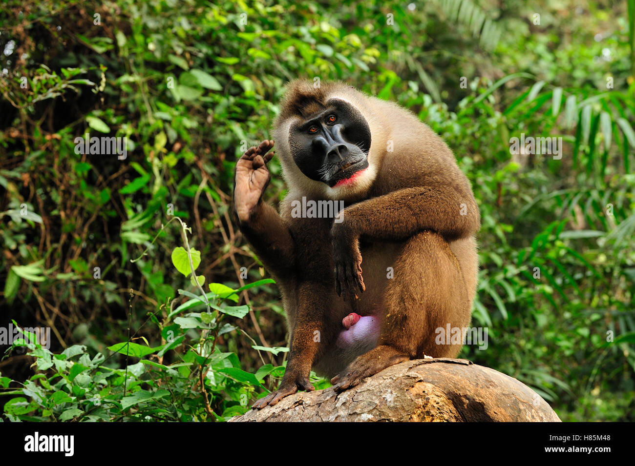 Drill (Mandrillus leucophaeus) male scratching himself, Afi Mountain Wildlife Sanctuary, Nigeria Stock Photo
