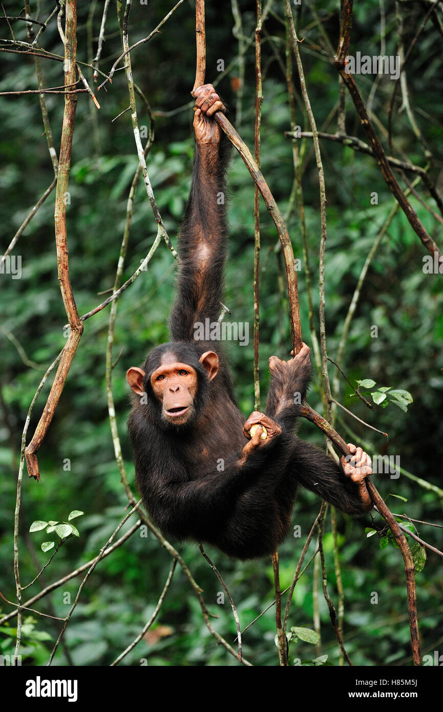 Chimpanzee (Pan troglodytes), Lekedi Natural Preserve, Gabon Stock Photo