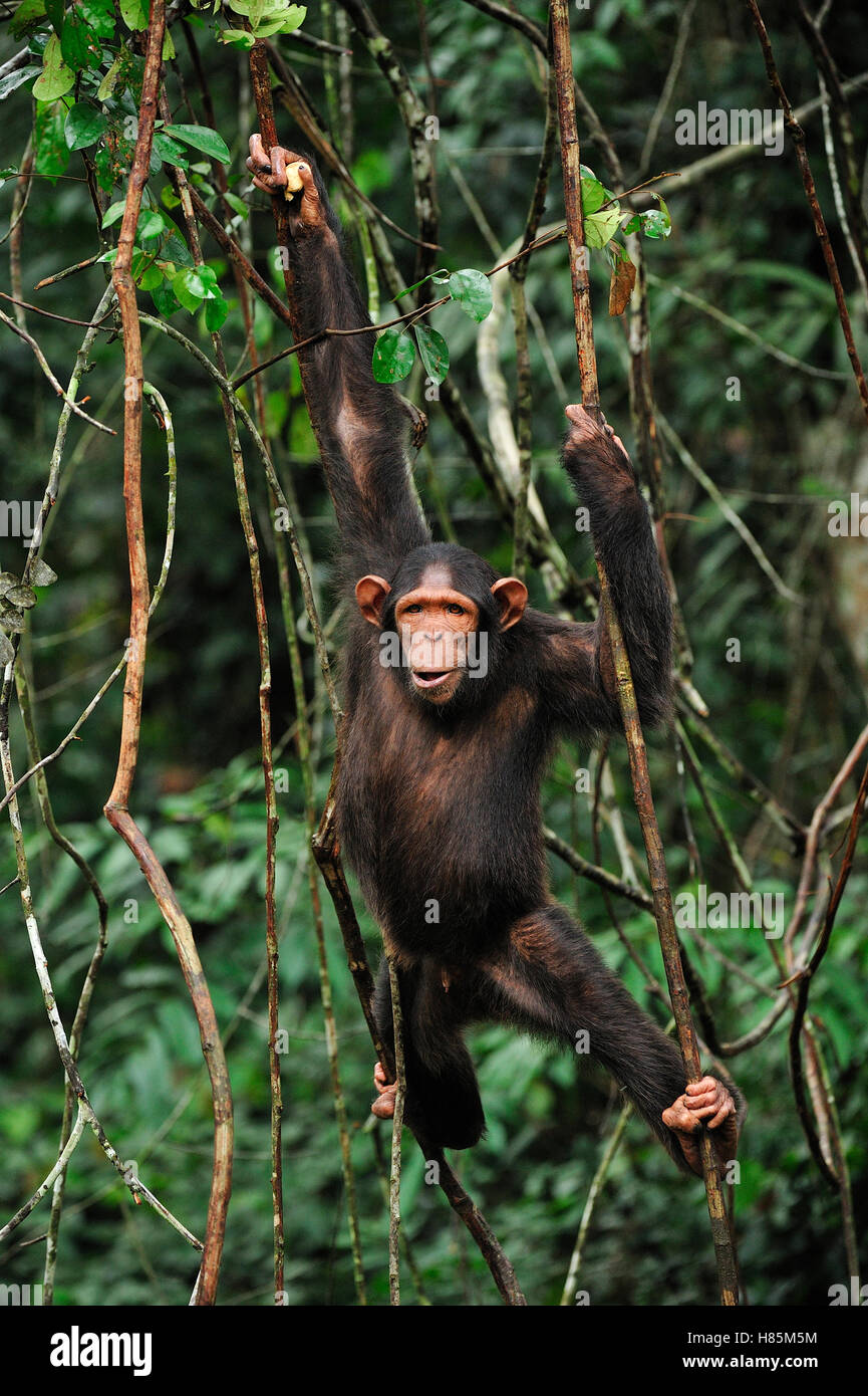 Chimpanzee (Pan troglodytes), Lekedi Natural Preserve, Gabon Stock Photo