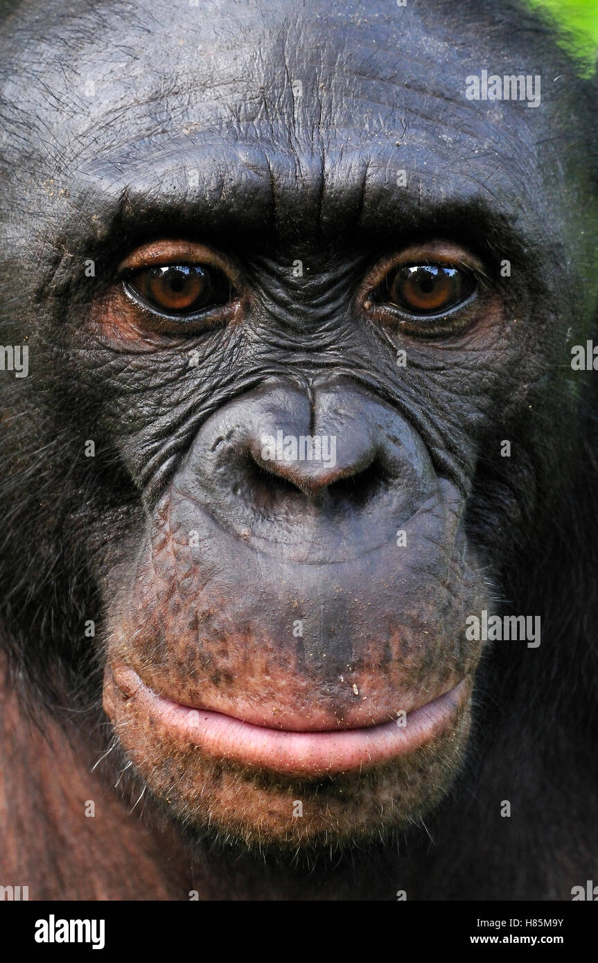 Bonobo (Pan paniscus), Lola Ya Bonobo Sanctuary, Democratic Republic of