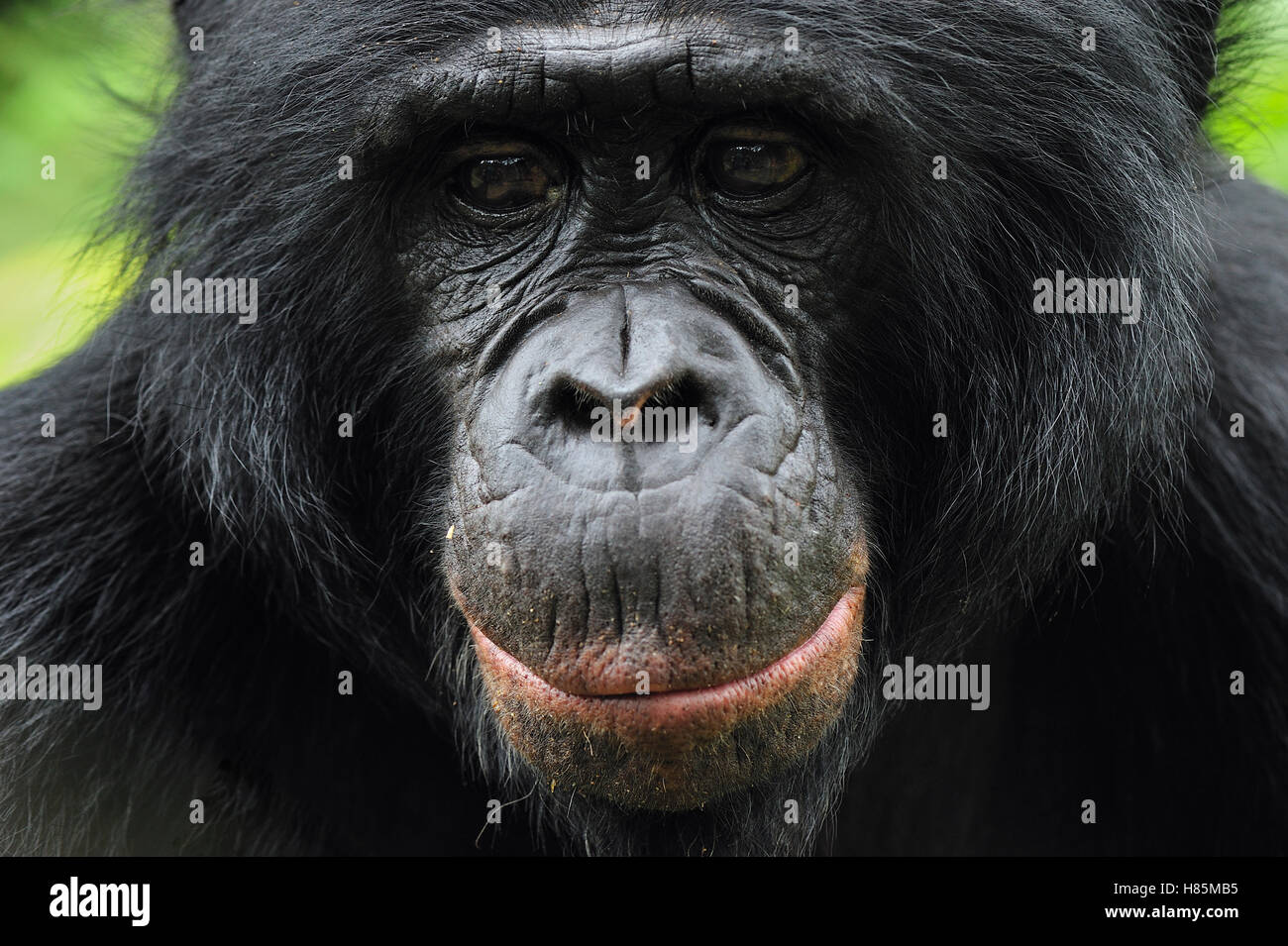 Bonobo (Pan paniscus), Lola Ya Bonobo Sanctuary, Democratic Republic of