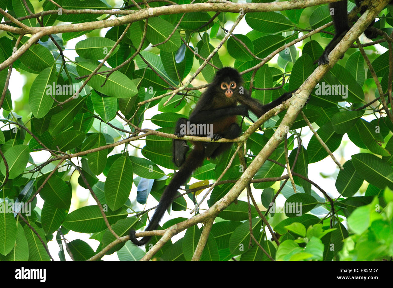 Black-handed Spider Monkey (Ateles geoffroyi), Corcovado National Park