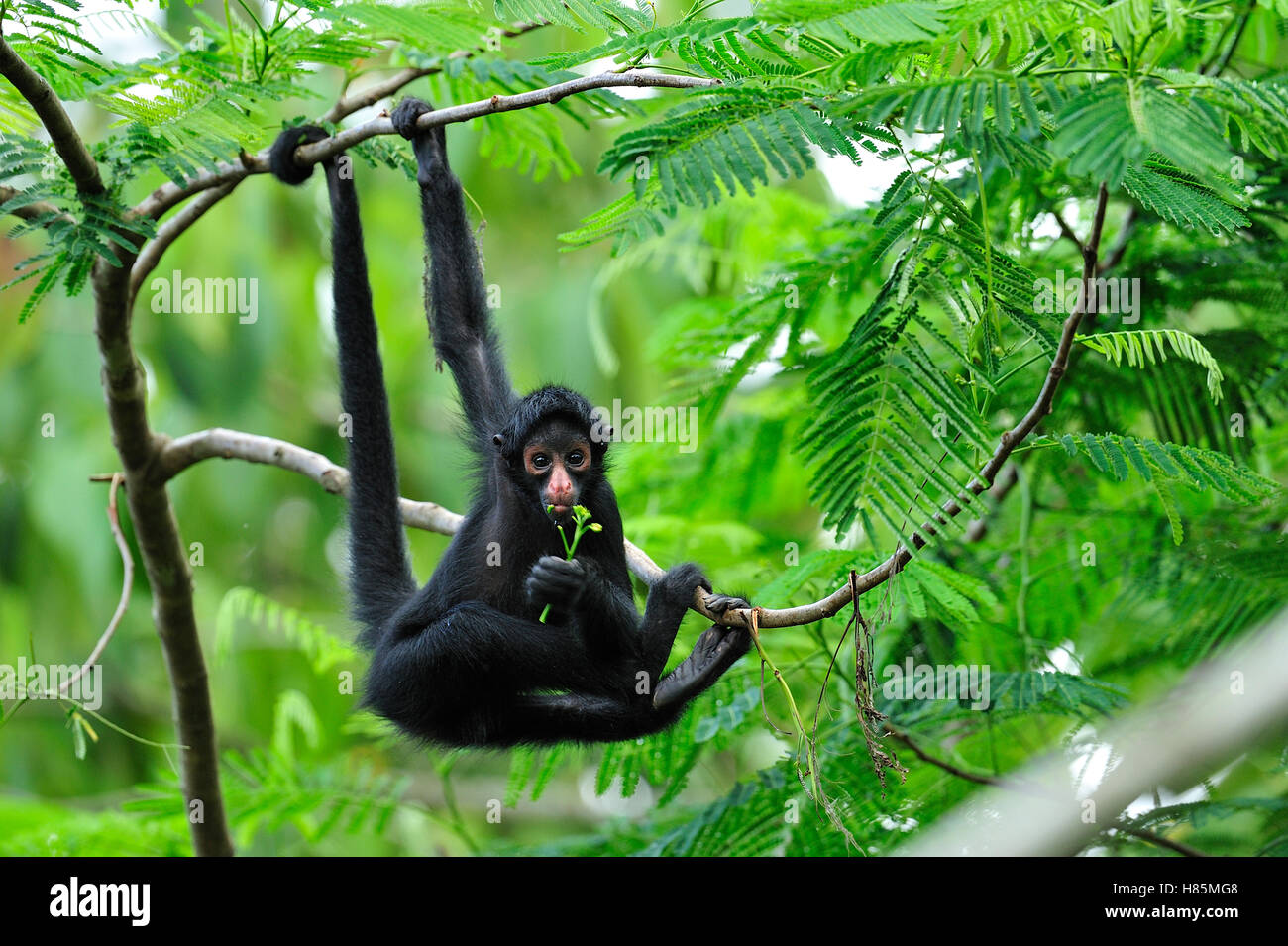 Black-faced Spider Monkey (Ateles chamek) juvenile feeding, Tambopata