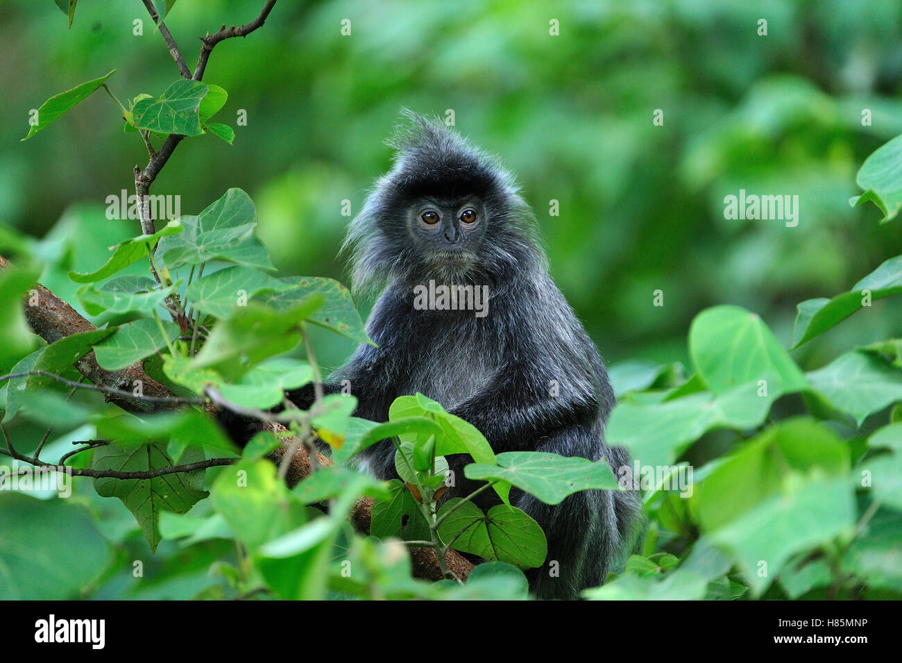 Silvered Leaf Monkey (Trachypithecus cristatus), Bako National Park